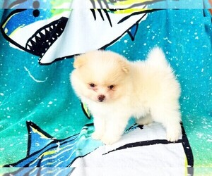 Pomeranian Puppy for sale in DAWSONVILLE, GA, USA