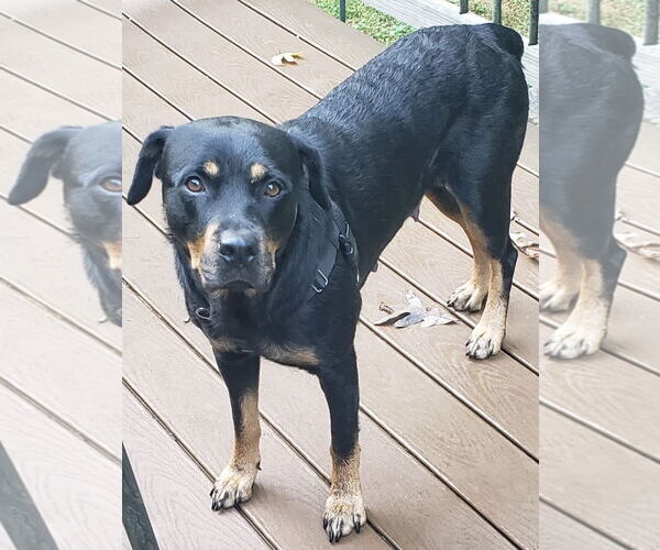 Medium Photo #6 Rottweiler-Unknown Mix Puppy For Sale in Cary, NC, USA