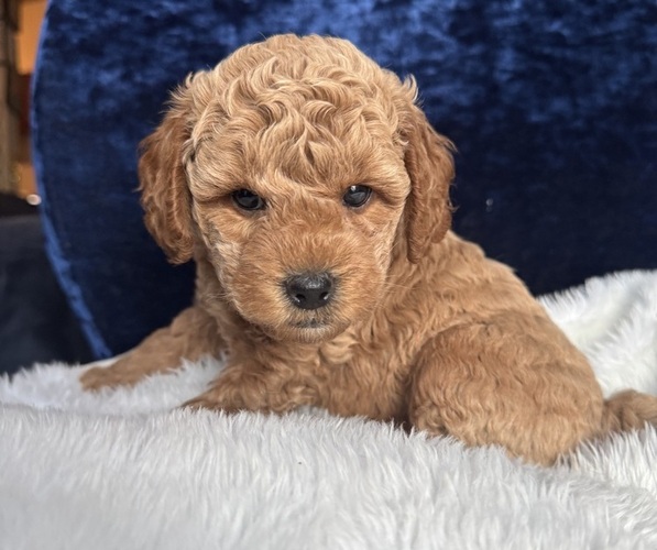 Medium Photo #5 Goldendoodle (Miniature) Puppy For Sale in SAN FERNANDO, CA, USA