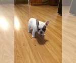 Small Photo #2 French Bulldog Puppy For Sale in FLORENCE, OR, USA
