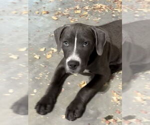 American Staffordshire Terrier-Unknown Mix Dogs for adoption in Bolivar, MO, USA