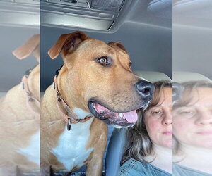 Ozzie - Male Boxer Dog for Adoption - Photo #3