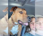 Small Photo #3 Boxer Puppy For Sale in Southbury, CT, USA