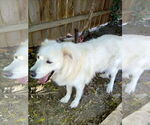 Small #3 Great Pyrenees