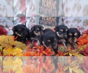 Yorkshire Terrier Litter for sale in AKRON, OH, USA