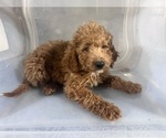 Small #1 Goldendoodle-Poodle (Miniature) Mix