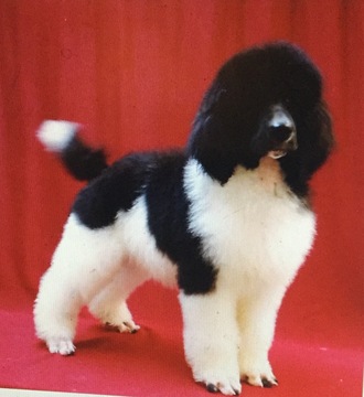 Medium Photo #1 Poodle (Standard) Puppy For Sale in WAYNESBURG, PA, USA