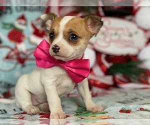 Chihuahua Puppy for sale in LANCASTER, PA, USA