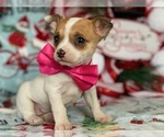 Small Photo #1 Chihuahua Puppy For Sale in LANCASTER, PA, USA