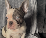 Small #4 French Bulldog