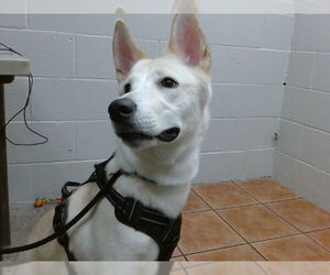 German Shepherd Dog-Siberian Husky Mix Dogs for adoption in Downey, CA, USA