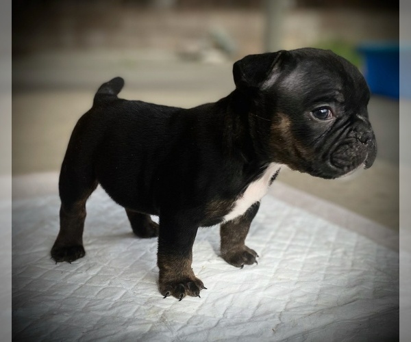 Medium Photo #19 American Bully Puppy For Sale in VACAVILLE, CA, USA