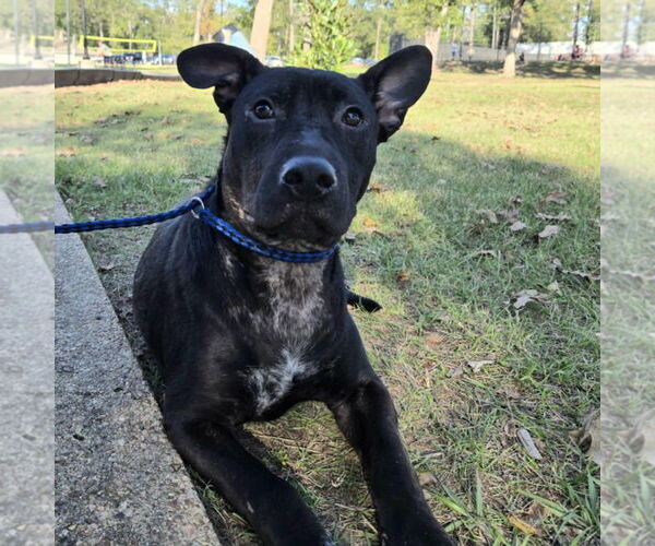 Medium Photo #5 American Staffordshire Terrier Puppy For Sale in The Woodlands, TX, USA