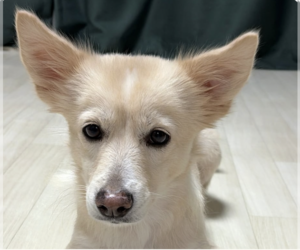 Mutt Dogs for adoption in San Ramon, CA, USA