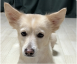 Small Mutt