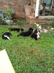 Bernese Mountain Dog Puppy for sale in CONWAY, AR, USA