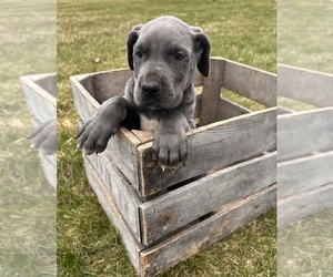 Great Dane Puppy for sale in MIDDLEBURY, IN, USA