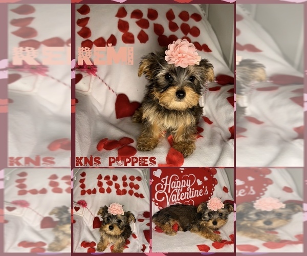 Medium Photo #1 Yorkshire Terrier Puppy For Sale in NACOGDOCHES, TX, USA