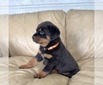 Small #17 Rottweiler