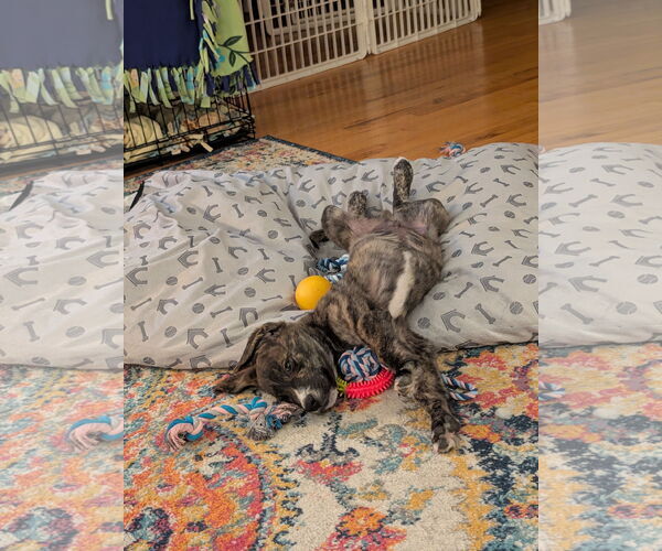 Medium Photo #6 Mutt Puppy For Sale in Laramie, WY, USA