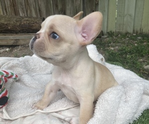 French Bulldog Puppy for Sale in HOMESTEAD, Florida USA