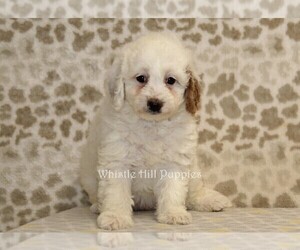 Miniature Bernedoodle Puppy for Sale in DENVER, Pennsylvania USA