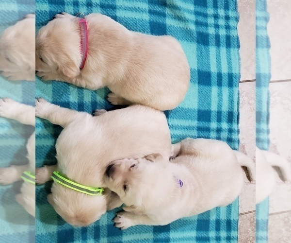 Medium Photo #60 Labrador Retriever Puppy For Sale in OLYMPIA, WA, USA