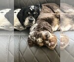 Small Photo #1 Cocker Spaniel Puppy For Sale in WINDERMERE, FL, USA