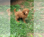 Puppy Puppy 4 Poodle (Standard)