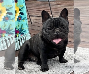 French Bulldog Puppy for sale in BOLIVAR, MO, USA