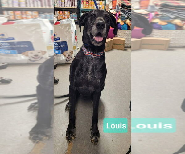 Medium Photo #3 Great Dane Puppy For Sale in Richmond, IN, USA