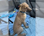Small #2 Golden Labrador
