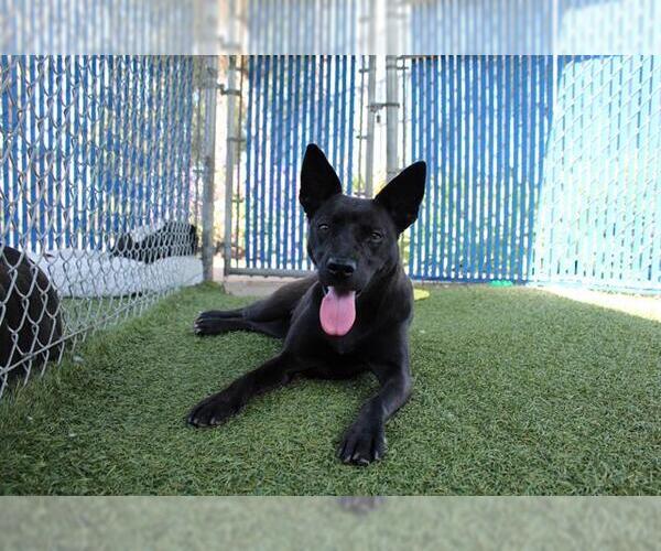 Medium Photo #1 Labrador Retriever-Unknown Mix Puppy For Sale in Chula Vista, CA, USA