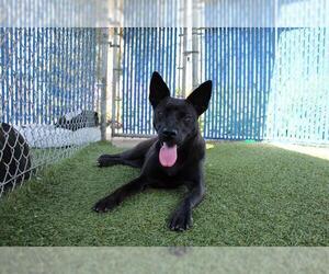 Labrador Retriever-Unknown Mix Dogs for adoption in Chula Vista, CA, USA