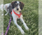 Small #10 German Shorthaired Pointer Mix