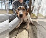 Puppy 4 Australian Cattle Dog-Treeing Walker Coonhound Mix