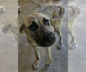 Shepweiller Dogs for adoption in Osgood, IN, USA