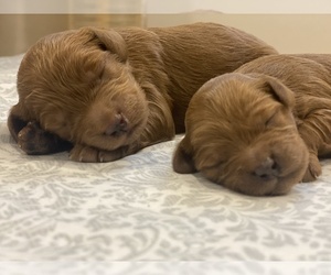 Goldendoodle (Miniature) Puppy for sale in N HIGHLANDS, CA, USA