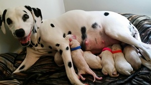 Dalmatian Puppy for sale in PIEDMONT, SC, USA