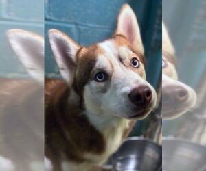 Siberian Husky Dogs for adoption in Matawan, NJ, USA