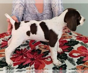 German Shorthaired Pointer Puppy for sale in WOODSTOCK, GA, USA