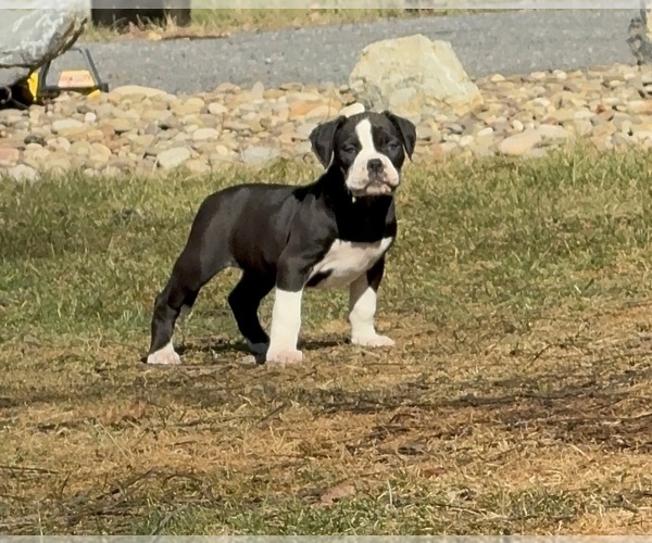 Medium Photo #1 Alapaha Blue Blood Bulldog Puppy For Sale in NEWVILLE, PA, USA
