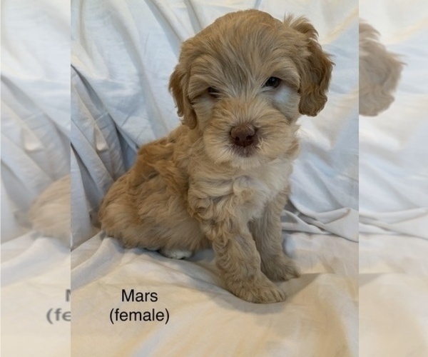 Medium Photo #2 Australian Labradoodle Puppy For Sale in BATTLE GROUND, WA, USA