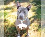 *GRAYSON - Male Mutt Dog for Adoption - Small photo