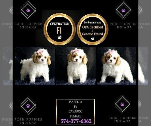 Medium Photo #77 Cavapoo Puppy For Sale in WARSAW, IN, USA