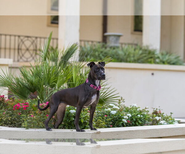 Medium Photo #13 Mutt Puppy For Sale in  Gainesville, FL, USA