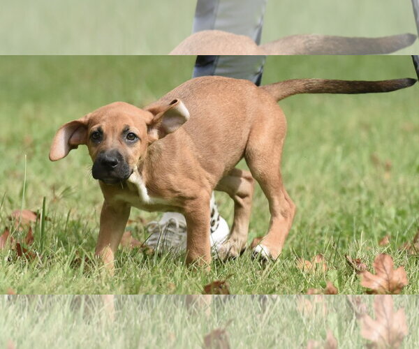 Medium Photo #12 Australian Shepherd-Beagle Mix Puppy For Sale in Mechanicsburg, PA, USA