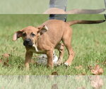 Small Photo #12 Australian Shepherd-Beagle Mix Puppy For Sale in Mechanicsburg, PA, USA