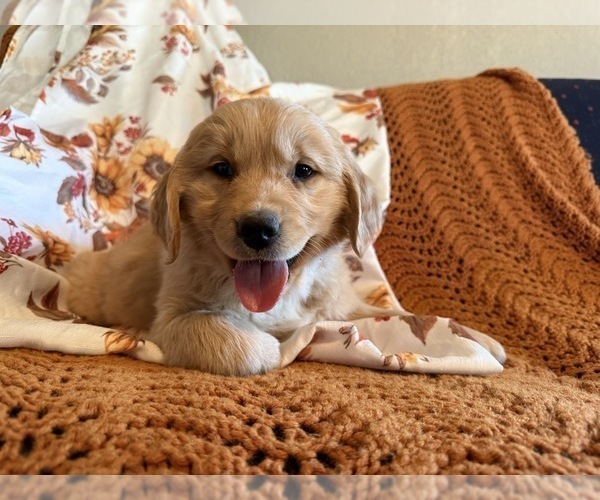 Medium Photo #3 Golden Retriever Puppy For Sale in DE BEQUE, CO, USA