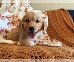 Small #2 Golden Retriever